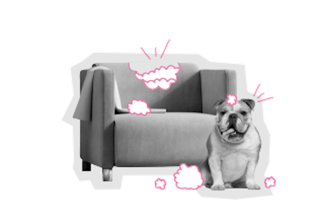Ein Hund hat einen Schaden am Sofa angerichtet