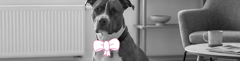 Ein Staffordshire Terrier sitzt in einem Wohnzimmer und hat eine pinke Schleife um den Hals